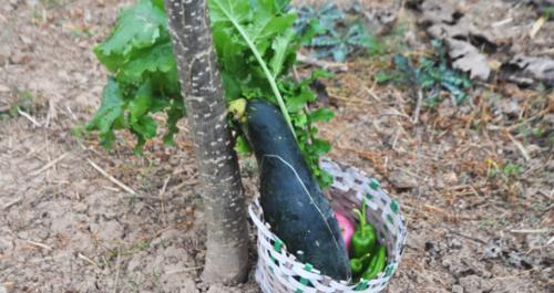 農(nóng)民種植的農(nóng)產(chǎn)品頻遭“偷菜團(tuán)”光顧的原因與預(yù)防策略