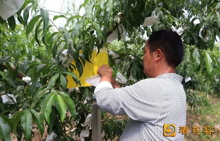 句容農(nóng)民妙招頻出，綠色農(nóng)產(chǎn)品這樣“種”成