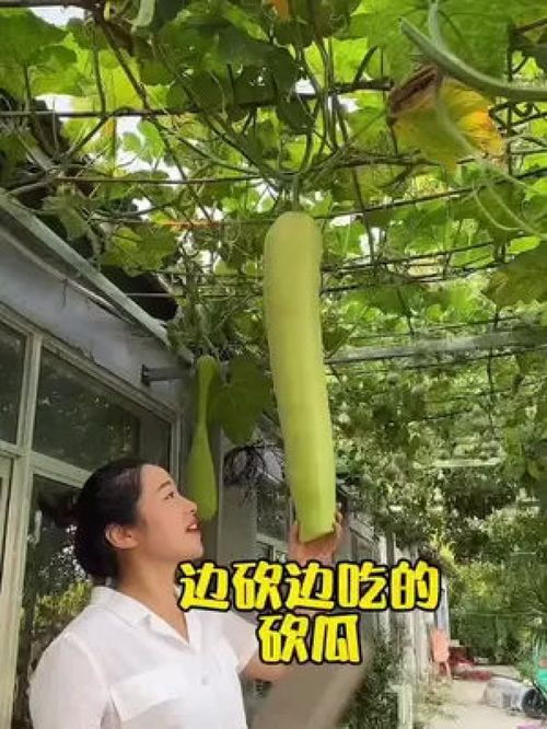 您吃過這種砍著吃的蔬菜嗎？