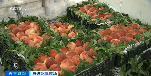 應(yīng)季水果價(jià)格走低 健康與實(shí)惠兼得的甜蜜時(shí)刻