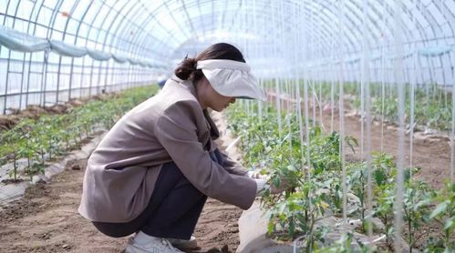 科技小院與共享菜園 科班研究生入村，為農(nóng)產(chǎn)品種植注入新生機(jī)