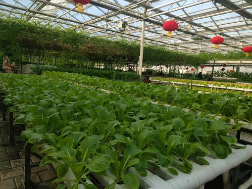 冰雪映綠意，冬藏春耕新篇章——第十二屆吉林長春冬季農(nóng)博會盛大開幕