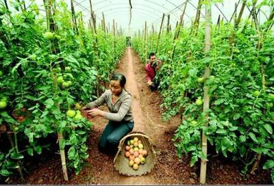 創(chuàng)意農(nóng)業(yè)丨農(nóng)產(chǎn)品銷售為何難？市場三大變革下的突圍之道