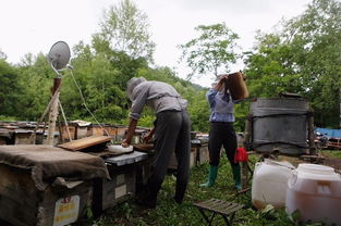 電商扶貧 京東如何撬動饒河黑蜂蜂蜜產業，賦能農產品上行