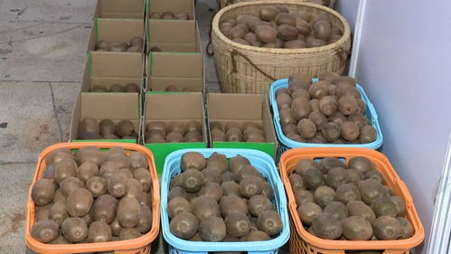 河源鄉村振興農產品展銷會開幕 300多種特色農產品，共繪鄉村新畫卷